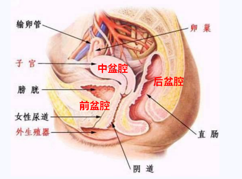 產(chǎn)后盆底康復(fù)，要不要做？