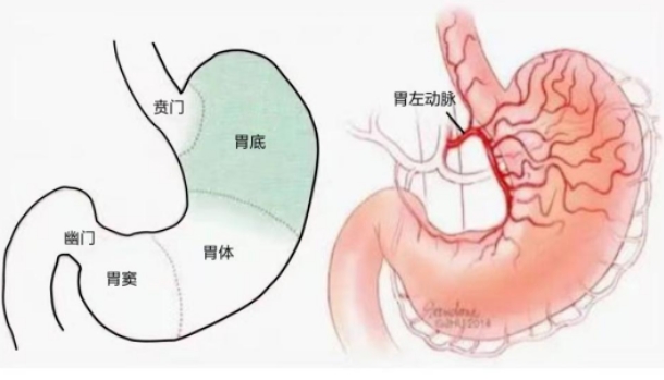 不開刀不吃藥不餓肚子，微創(chuàng)介入減肥靠譜嗎？